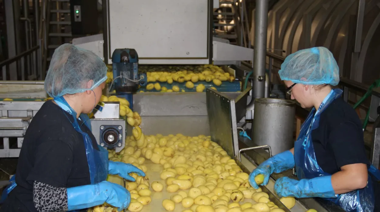 West Flanders water crisis linked to potato industry