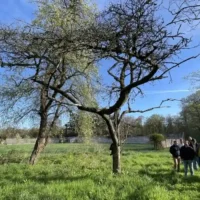 Westhoek preserves 100 year-old fruit trees for future