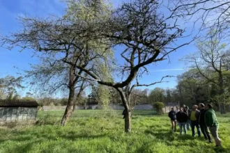Westhoek preserves 100 year-old fruit trees for future
