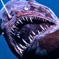 What do the ‘Sea Devil’ and Multiculturalism have in common