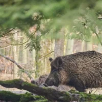 Wild boar sightings plummet in Genk