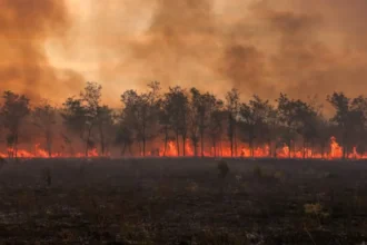 Wildfires in 2023 scorch 500,000 hectares across Europe