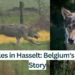 Wolf-Tales-in-Hasselt-Belgiums-Wildlife-Story