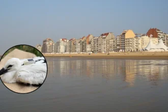 Young stork from Knokke found at French landfill