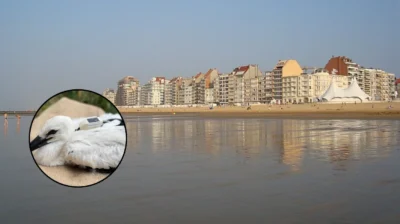 Young stork from Knokke found at French landfill