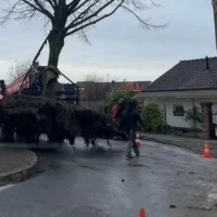 Ypres relocates lime tree for new bike path initiative