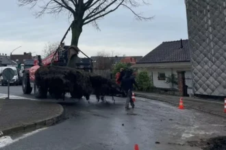 Ypres relocates lime tree for new bike path initiative