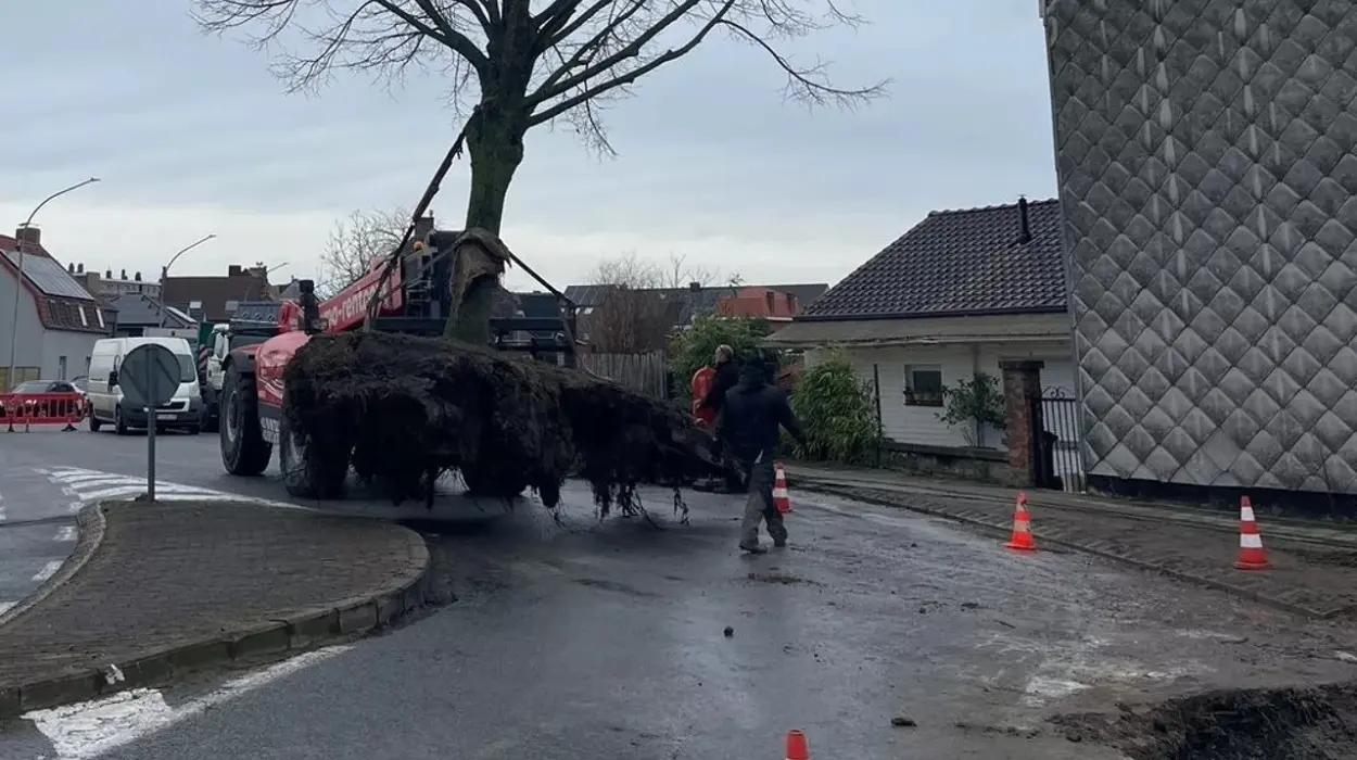 Ypres relocates lime tree for new bike path initiative