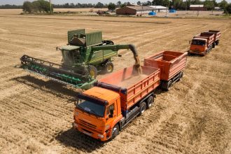 Grain trucks transporting harvested wheat from Russian farms