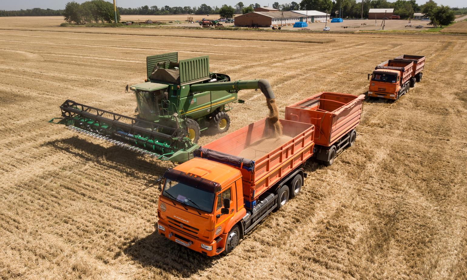 Grain trucks transporting harvested wheat from Russian farms
