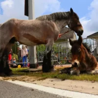 Zemst allow to bring animals back to Whit Monday fair 2025