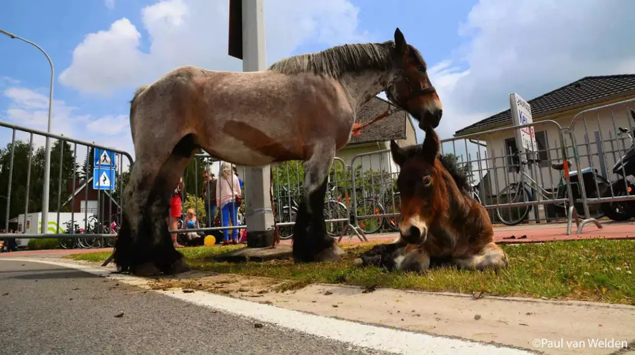 Zemst allow to bring animals back to Whit Monday fair 2025