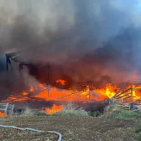 Zemst shelter seeks Grimbergen stray cats after Saturday fire