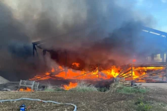 Zemst shelter seeks Grimbergen stray cats after Saturday fire