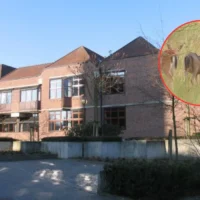 Zemst warns drivers as rutting season raises deer crossings