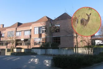 Zemst warns drivers as rutting season raises deer crossings