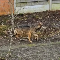 Zuiderkempen Young wolf spotted near E313 and Albert Canal