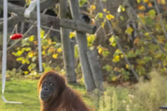 Pairi Daiza orangutans highlight conservation of critically endangered Sumatran orangutans