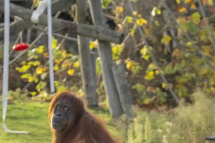 Pairi Daiza orangutans highlight conservation of critically endangered Sumatran orangutans