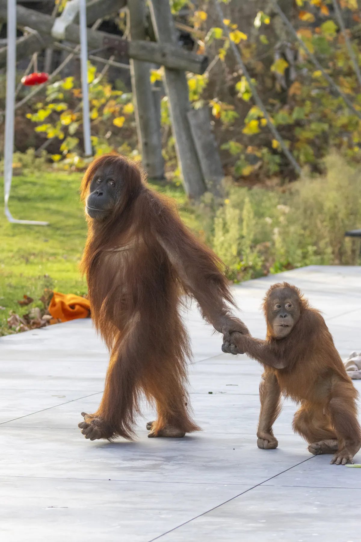 Pairi Daiza orangutans highlight conservation of critically endangered Sumatran orangutans