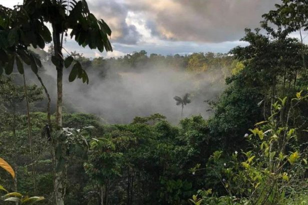 Tropical cloud forest in Ecuador's Mindo region, where Pairi Daiza rainforest conservation supports biodiversity protection.