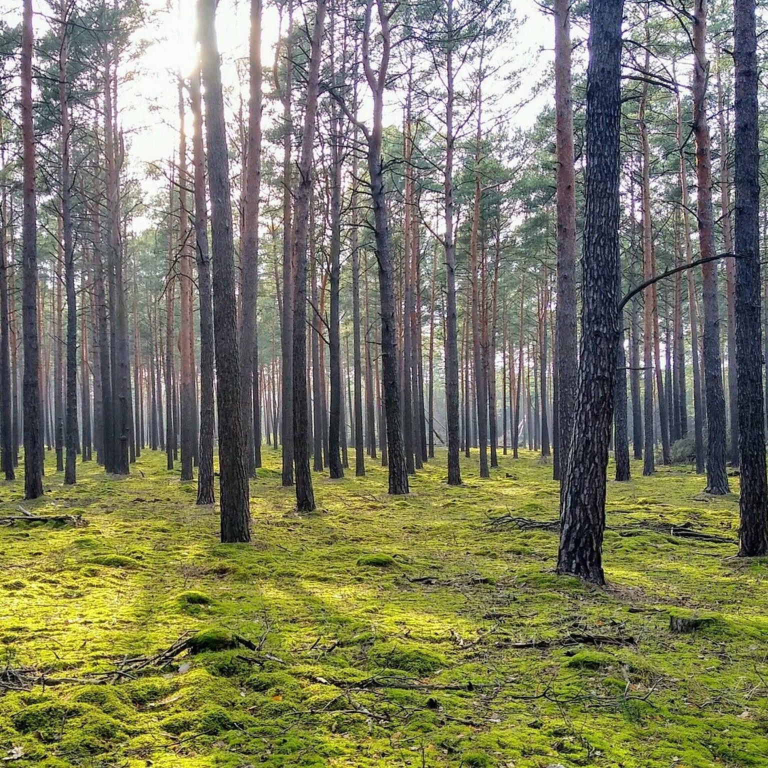 Woodland in Brandenburg near Berlin where German authorities investigated a concealed weapons cache