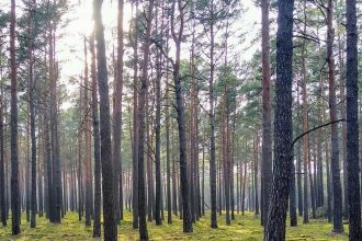 Woodland in Brandenburg near Berlin where German authorities investigated a concealed weapons cache