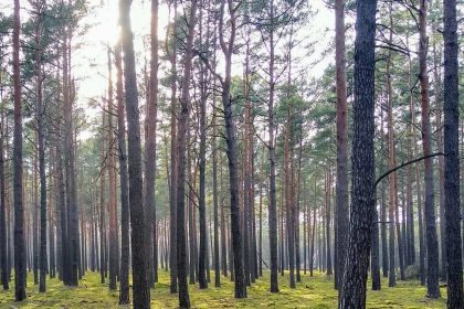 Woodland in Brandenburg near Berlin where German authorities investigated a concealed weapons cache