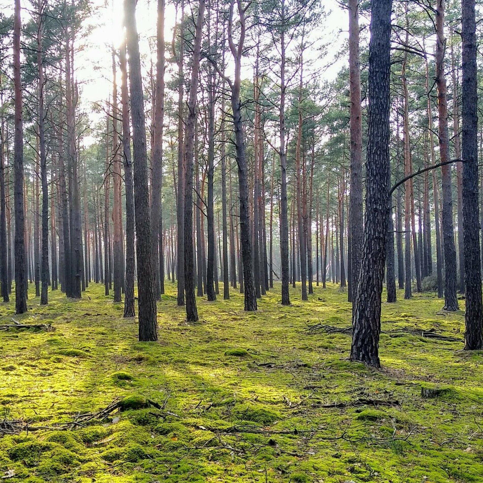 Woodland in Brandenburg near Berlin where German authorities investigated a concealed weapons cache