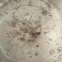 mosquito monitoring project