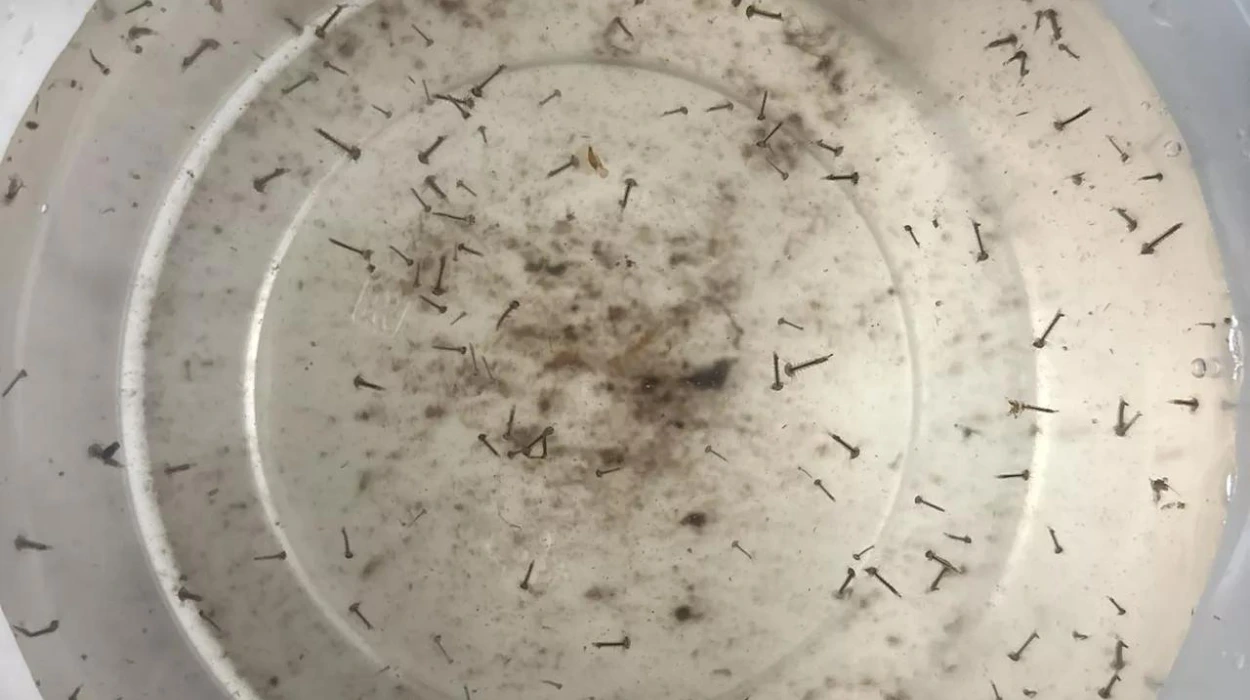 mosquito monitoring project