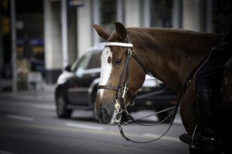 Horse safety incident during a parade rehearsal in Rome as mounted horses move through a city street in 2026