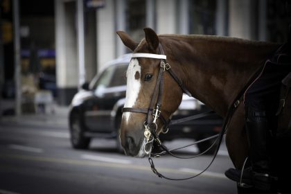Horse safety incident during a parade rehearsal in Rome as mounted horses move through a city street in 2026