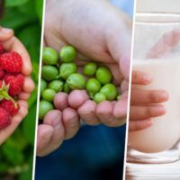EU school fruit and milk scheme supporting healthy diets
