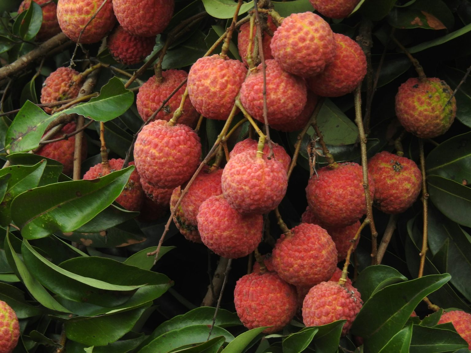 Lychee health risk for children linked to eating fruit while fasting