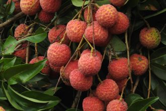 Lychee health risk for children linked to eating fruit while fasting