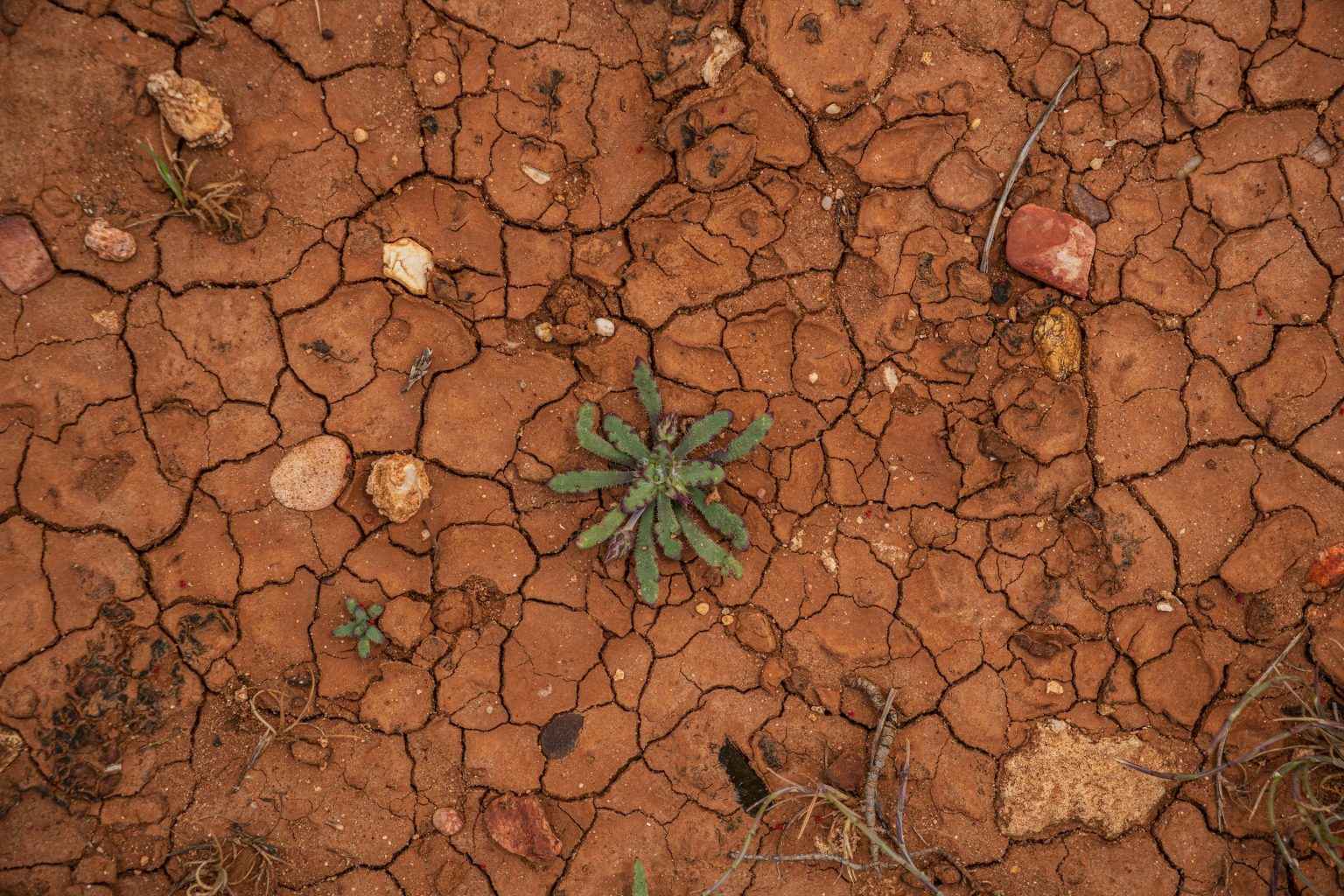 El Niño record strength brings increased risk of extreme weather