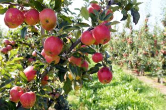 Polish apples representing Jabłka krajeńskie newly registered EU geographical indication