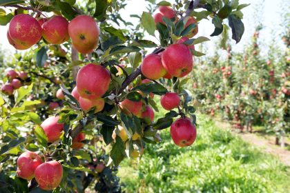 Polish apples representing Jabłka krajeńskie newly registered EU geographical indication