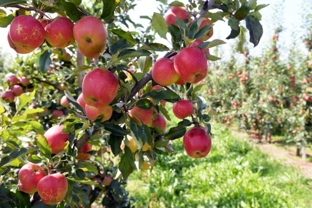 Polish apples representing Jabłka krajeńskie newly registered EU geographical indication