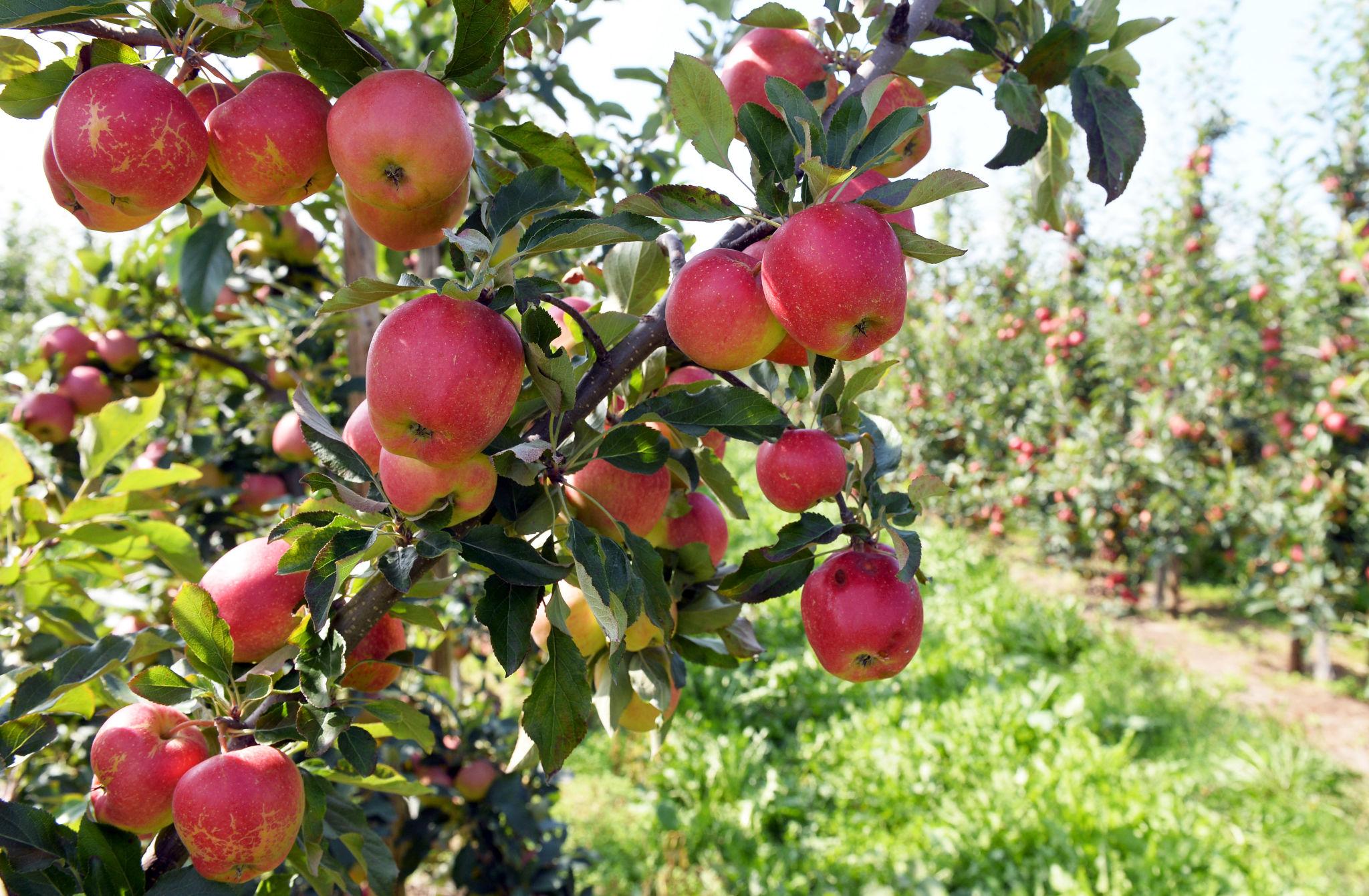 Polish apples representing Jabłka krajeńskie newly registered EU geographical indication