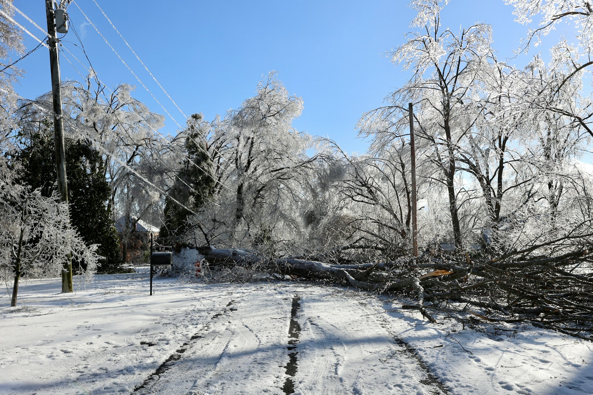 Roverbella storm aftermath with fallen tree blocking a road