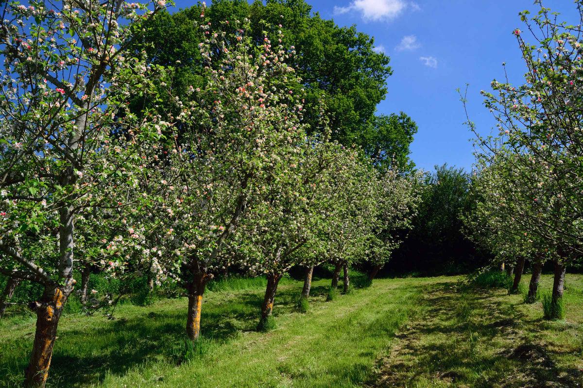 Herefordshire local food producers and apple orchard in the English countryside